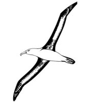 Albatros Aufkleber, Vogelaufkleber Albatross Sticker