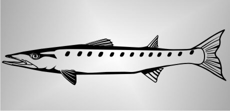 Barracuda Fisch Aufkleber Sticker Angeln