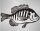 Bluegill Fisch Aufkleber Sticker Angeln