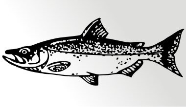 Lachs Fisch Aufkleber Sticker Angeln