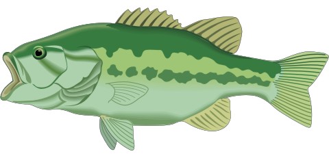 barsch aufkleber