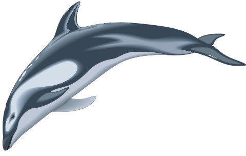 delphin aufkleber