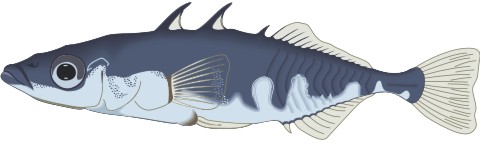 dreistachliger stichling aufkleber