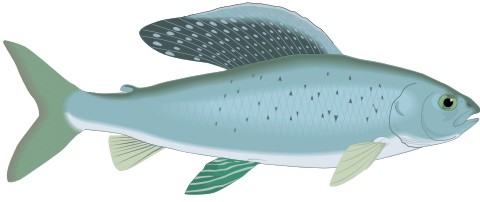 grayling fisch aufkleber