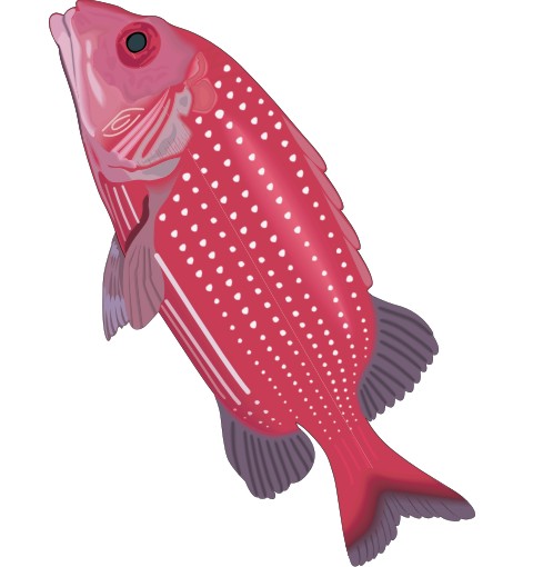 husarenfisch aufkleber