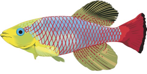 killifish aufkleber