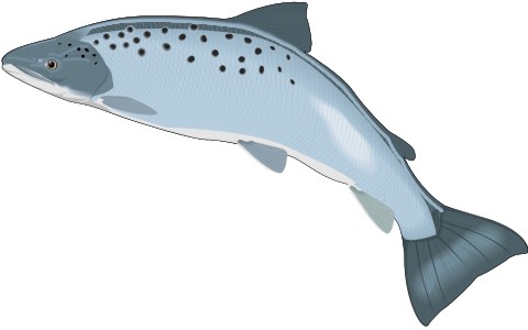 lachs aufkleber