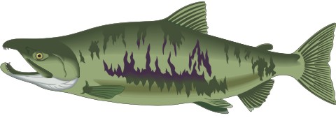 lachs aufkleber