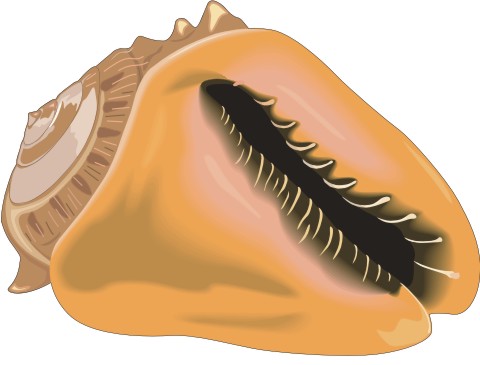 muschelschale aufkleber