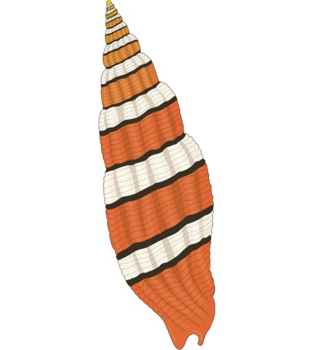 muschelschale aufkleber