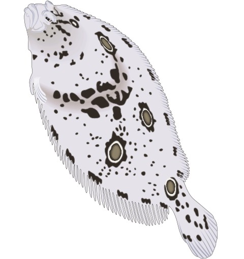 plattfisch aufkleber