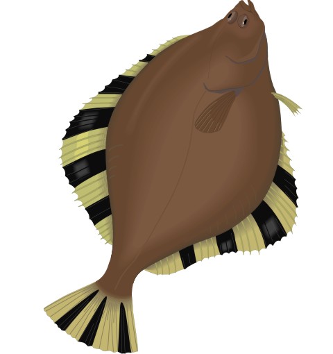 plattfisch aufkleber