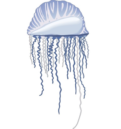 qualle aufkleber