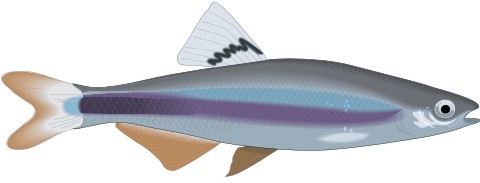 sailfin aufkleber