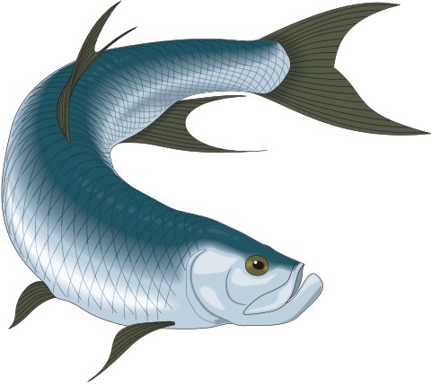tarpun aufkleber