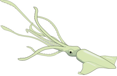 tintenfisch aufkleber