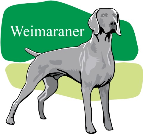 weimaraner aufkleber
