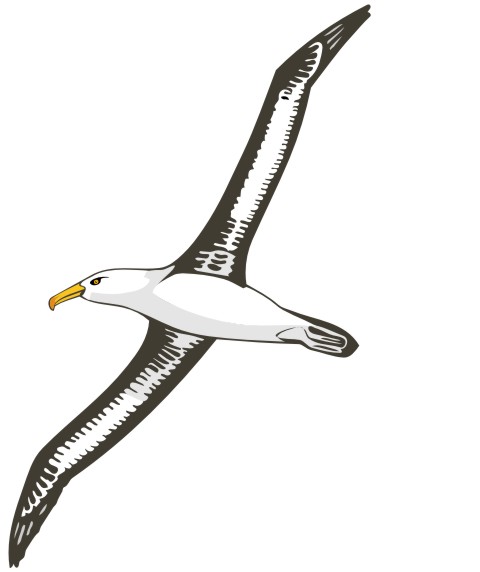 albatross aufkleber