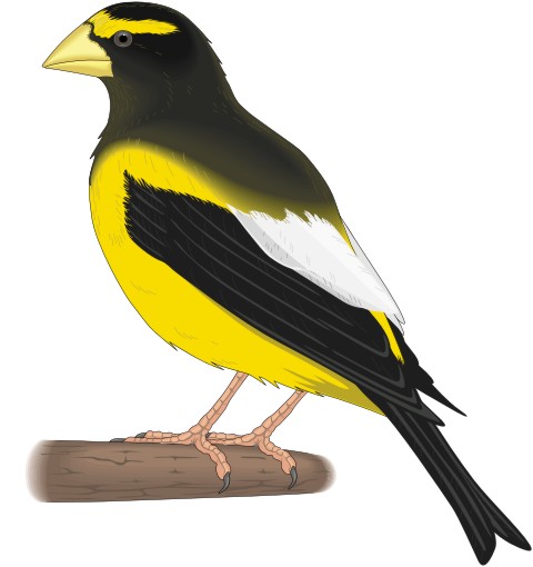 kernbeisser aufkleber