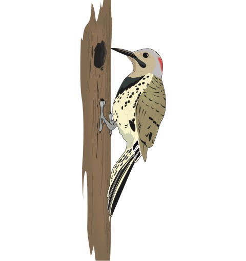 specht aufkleber