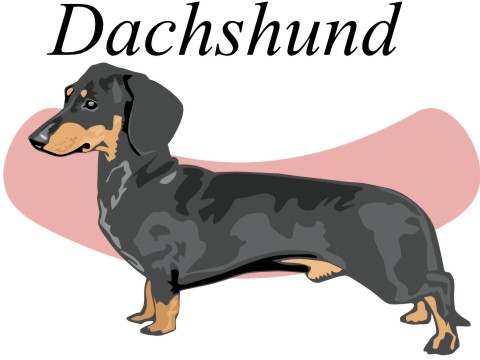 dachshund wandtattoo